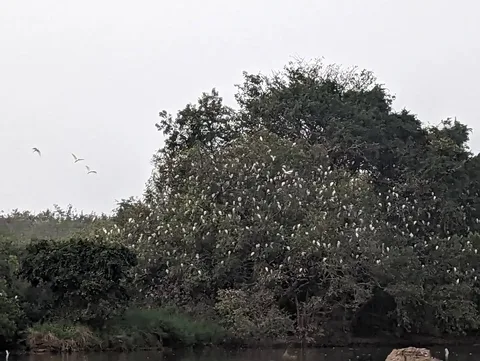 Lots and lots of birdies in a tree