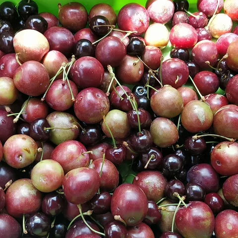 All #fruits for #lunch
