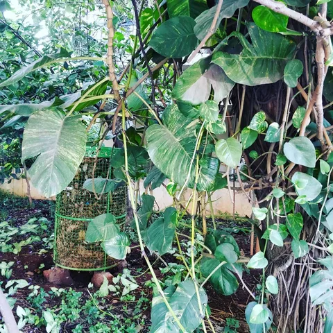 As I ambled about Jayanagar after a very satisfying round of sundaes at Corner House, I saw these.

Monster money plant 