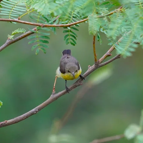 The Purple Sunbird, female. I've always only photographed the male before, with its striking colours.