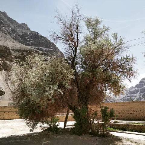 A weathered tree at the Tabo monastery.

#Tabo #monastery #tree