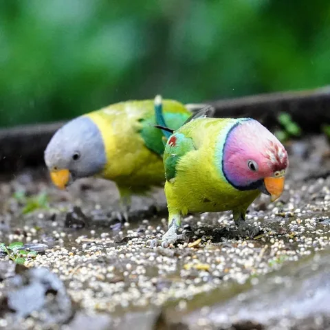 A Plum-headed Parakeet couple, om nom nomming. Repeat after me - awwwwwwwww