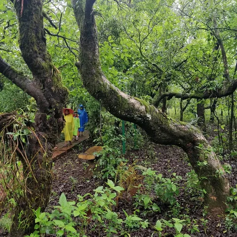 Then we trooped into a #forest
