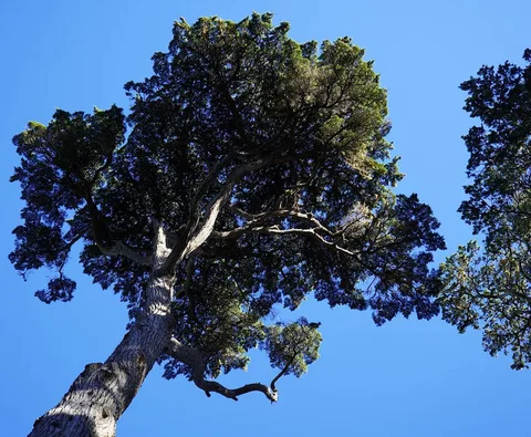 When one tree gently caresses another