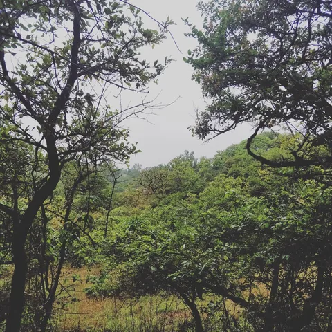 This might be the last of S1's pics with me.

What do you think about it? Nature from the eyes of a twelve year old. Doe