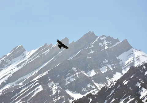 #eagle #snowcappedmountain #Spiti #SpitiValley #Kaza