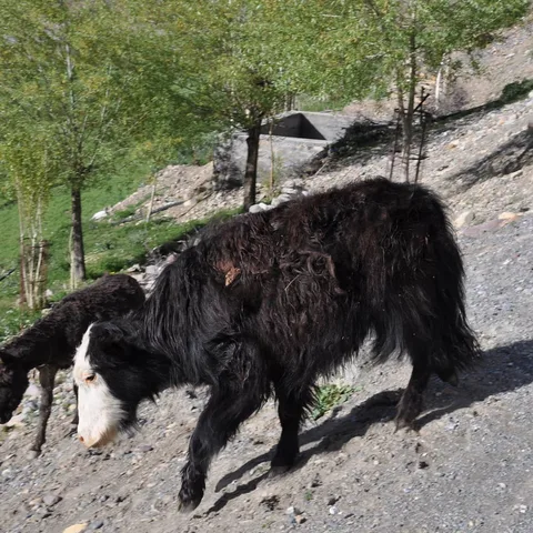 Because you people like #cows so much