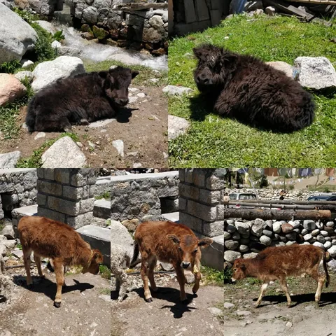 #cowsofinstagram 😂