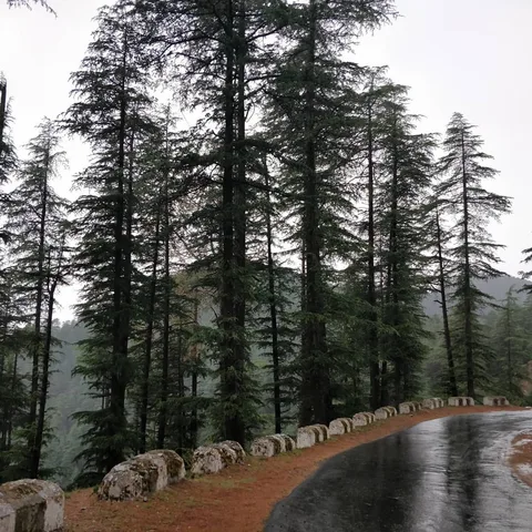 Now we are #driving through the #hills of #Chail while it lightly #drizzles.