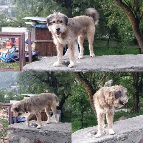 #dogs #dogsofinstagram #goodboy #HimachalPradesh