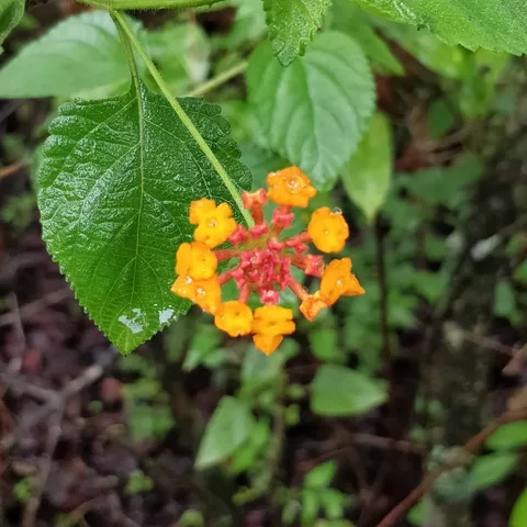 #nofilter #nocaption #flower #clusterflower