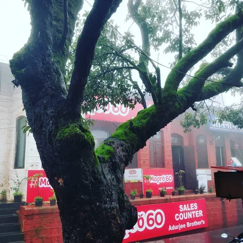 When it #rains as much as it does at #mahabaleshwar, when the #trees grow #moss