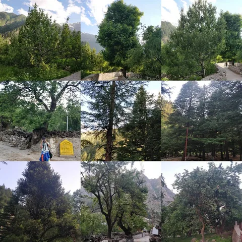 #Moar #trees

#TheHiddenLifeOfTrees