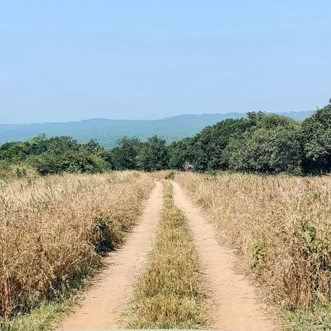 The road less traveled... has grown a mohawk
