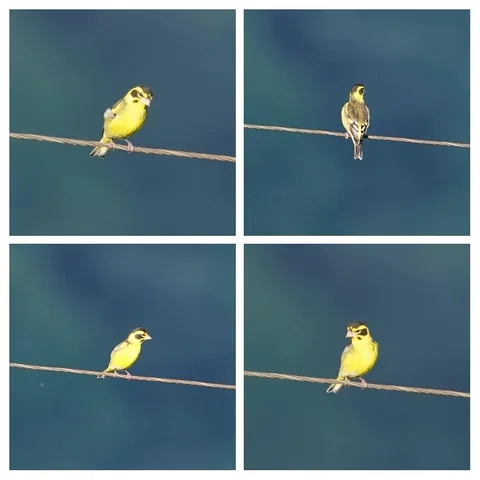 Yellow-breastfed Greenfinch in the house, y'all