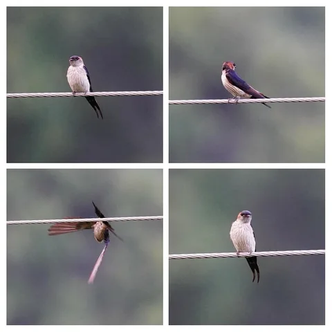 It's swallow time again