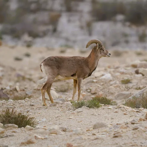 The Himalayan Ibex.