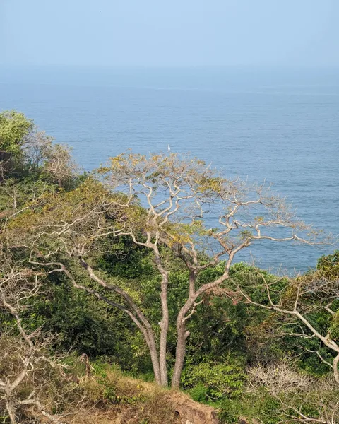 There is a bird sitting on top of that tree. It's been there for a long time. I wonder if it is fishing, or just contemp