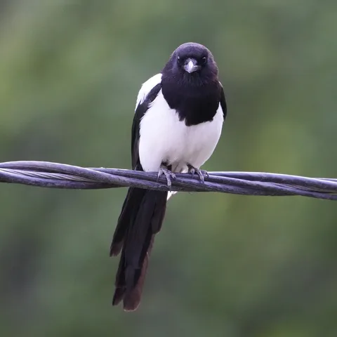 The Eurasian Magpie, or as I like to call it, shalgam (turnip).