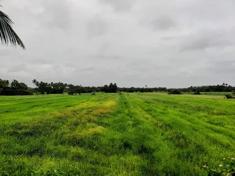 #Goa is so fabulously #green in the #rains. The phone camera just does not do justice in these low light conditions. The