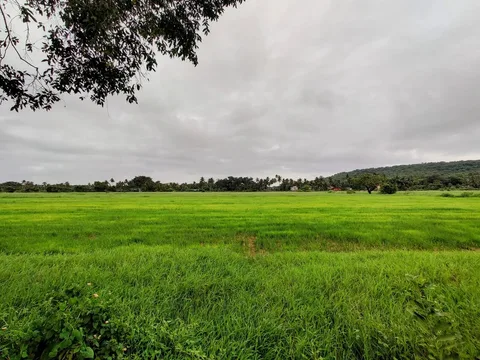 #Goa is so fabulously #green in the #rains. The phone camera just does not do justice in these low light conditions. The