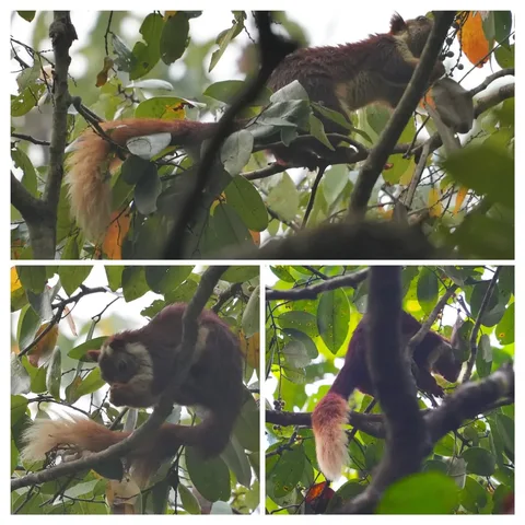 The other fascinating creature in the hills of #Dandeli is the #Malabar Giant #Squirrel or shekaru. This cute and majest