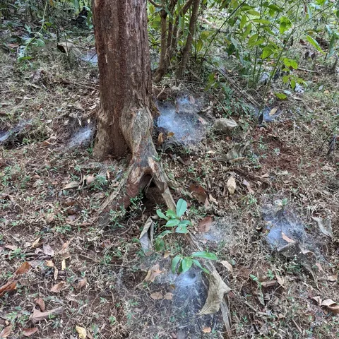 #सागवान के #जंगल के #जाले

#cobwebs in the #teak #tree #forest adjoining our #campsite