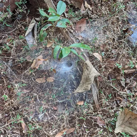 #सागवान के #जंगल के #जाले

#cobwebs in the #teak #tree #forest adjoining our #campsite