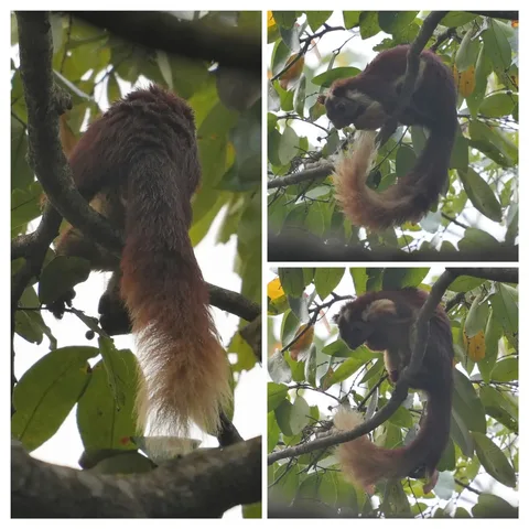 The other fascinating creature in the hills of #Dandeli is the #Malabar Giant #Squirrel or shekaru. This cute and majest