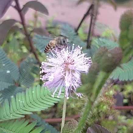 Busy buzzy #bees