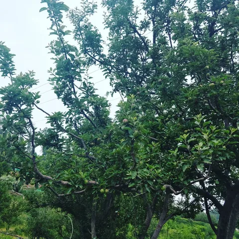 Not sure if apples or apricots. Would you know?