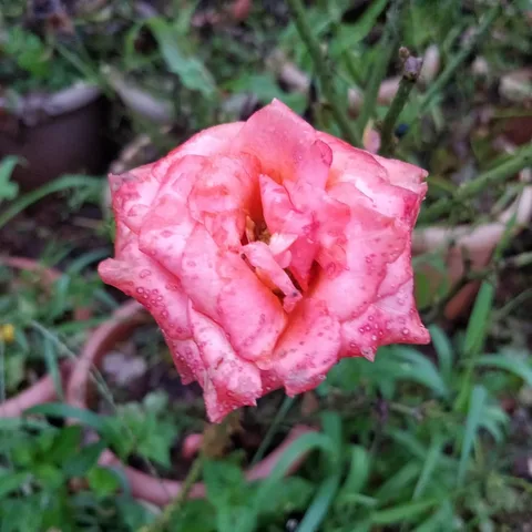 कुछ फूल बगीचे के

#flowers #mahabaleshwar