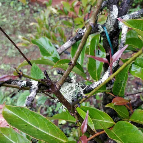 Like me, do you also fancy #moss, #litchen and #fungi?