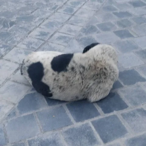 The #dogs of #Tabo.

Some not so good boys fighting.