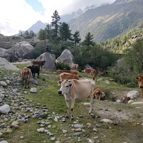 Is this a good spot to camp? We are surrounded on all sides by loud cows.