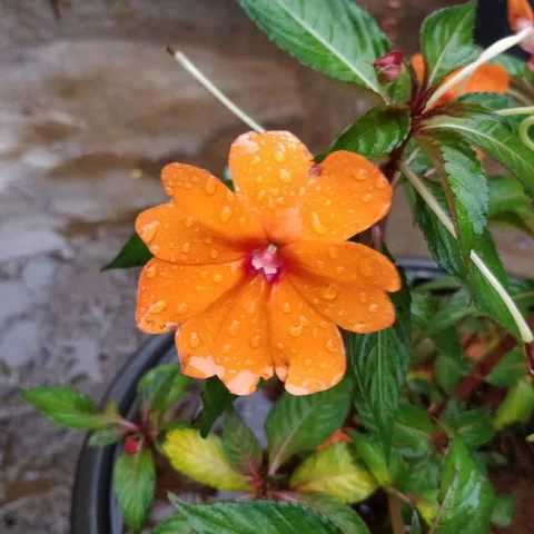 कुछ फूल बगीचे के

#flowers #mahabaleshwar