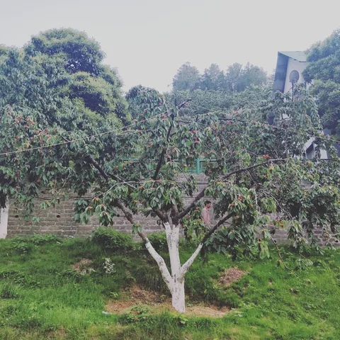 #cherry #trees 🍒