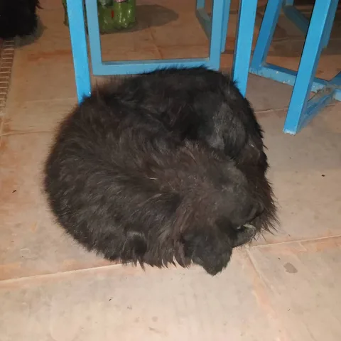 The #dogs of #Kaza

#goodboy #dogsofinstagram