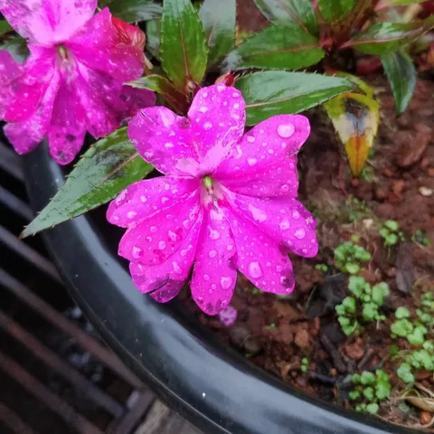 कुछ फूल बगीचे के

#flowers #mahabaleshwar