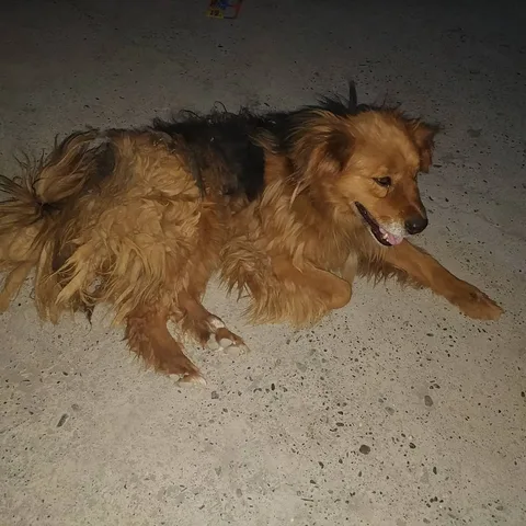 The #dogs of #Tabo.

Some not so good boys fighting.