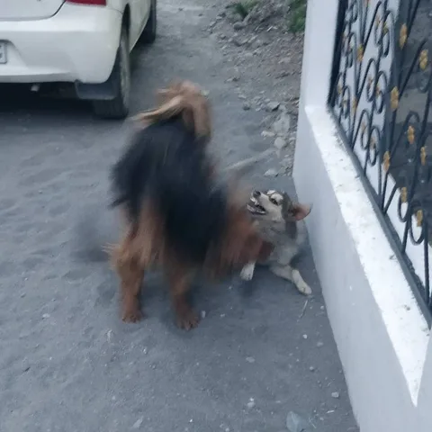 The #dogs of #Tabo.

Some not so good boys fighting.