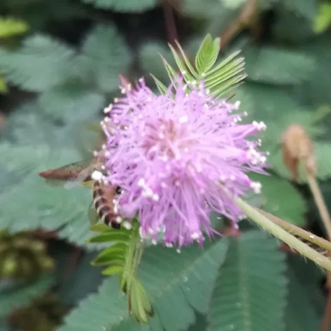 Busy buzzy #bees