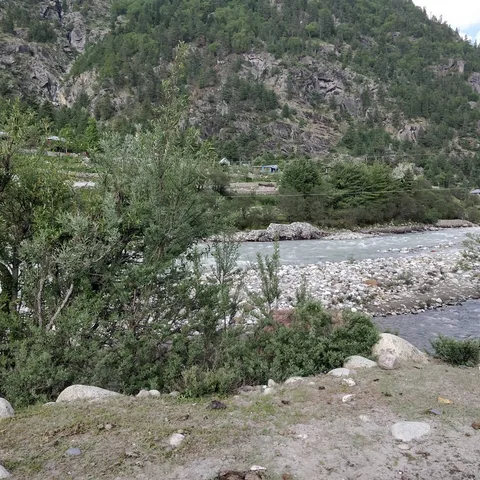 Is this a good spot to camp? We are surrounded on all sides by loud cows.