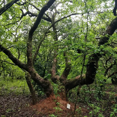 Gnarly trees ❤️