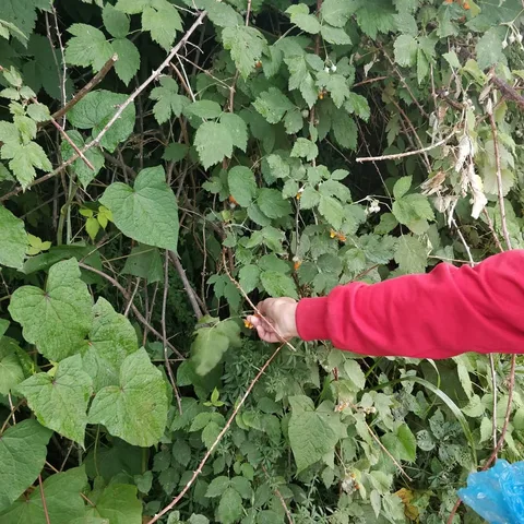 Our #guide is feeding us #wild #berries. They are amazingly #delicious.

The #rain has stopped and the #sun is out. Phot