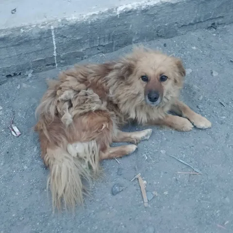 The #dogs of #Tabo.

Some not so good boys fighting.