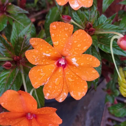 कुछ फूल बगीचे के

#flowers #mahabaleshwar