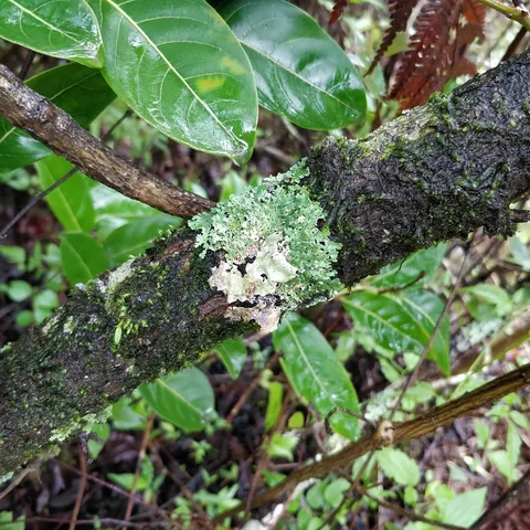 Like me, do you also fancy #moss, #litchen and #fungi?