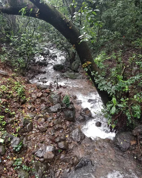 #झरना #waterfall

The magical sounds of nature.