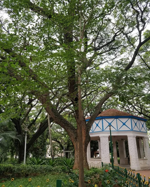 Sitting among trees. Reading about trees. The joys of a lazy #Bangalore morning.